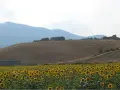 Campo di girasoli ai piedi del monte Cetona, con colline coltivate e case sparse.