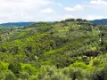 Colline verdi e rigogliose del Val di Cornia, punteggiate da ulivi secolari e casali in pietra sotto un cielo azzurro con nuvole bianche.