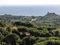 Vasta pineta di Roccamaresul mare, con tetti rossi che spuntano tra gli alberi verdi e un piccolo peschereccio all'orizzonte.