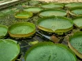 Gigantesche ninfee galleggiano nel **jardin botanique Pise**. Le loro foglie enormi e verdi creano un paesaggio acquatico unico.