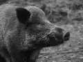 Un cinghiale selvatico, simbolo della Maremma toscana, con il suo muso curioso esplora il terreno.