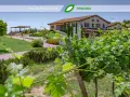 Vigneti rigogliosi davanti alla cantina Baldetti in Toscana. Un'oasi di verde e sapori.