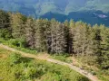 Ciclisti su un sentiero sterrato ai margini di una pineta, con montagne verdi sullo sfondo. Un'avventura sul passo del Brattello.