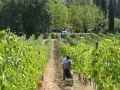 Vigneti rigogliosi alla fattoria La Striscia, dove due uomini raccolgono l'uva. Un trattore attende in lontananza.