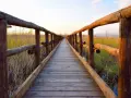 Passerella in legno sul lago di Massaciuccoli, circondata da canneti dorati al tramonto.
