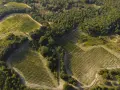 Vigneti terrazzati nella riserva naturale di Monterufoli-Caselli, immersi nel verde della macchia mediterranea.