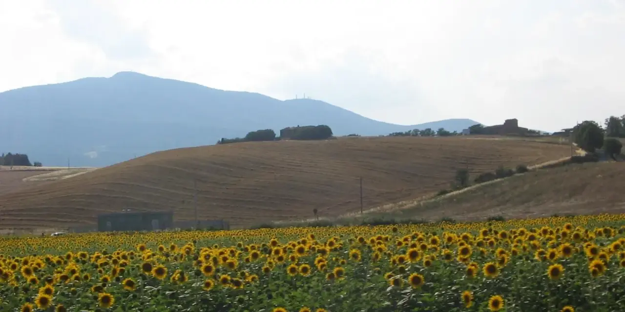 Campo di girasoli ai piedi del monte Cetona, con colline coltivate e case sparse.