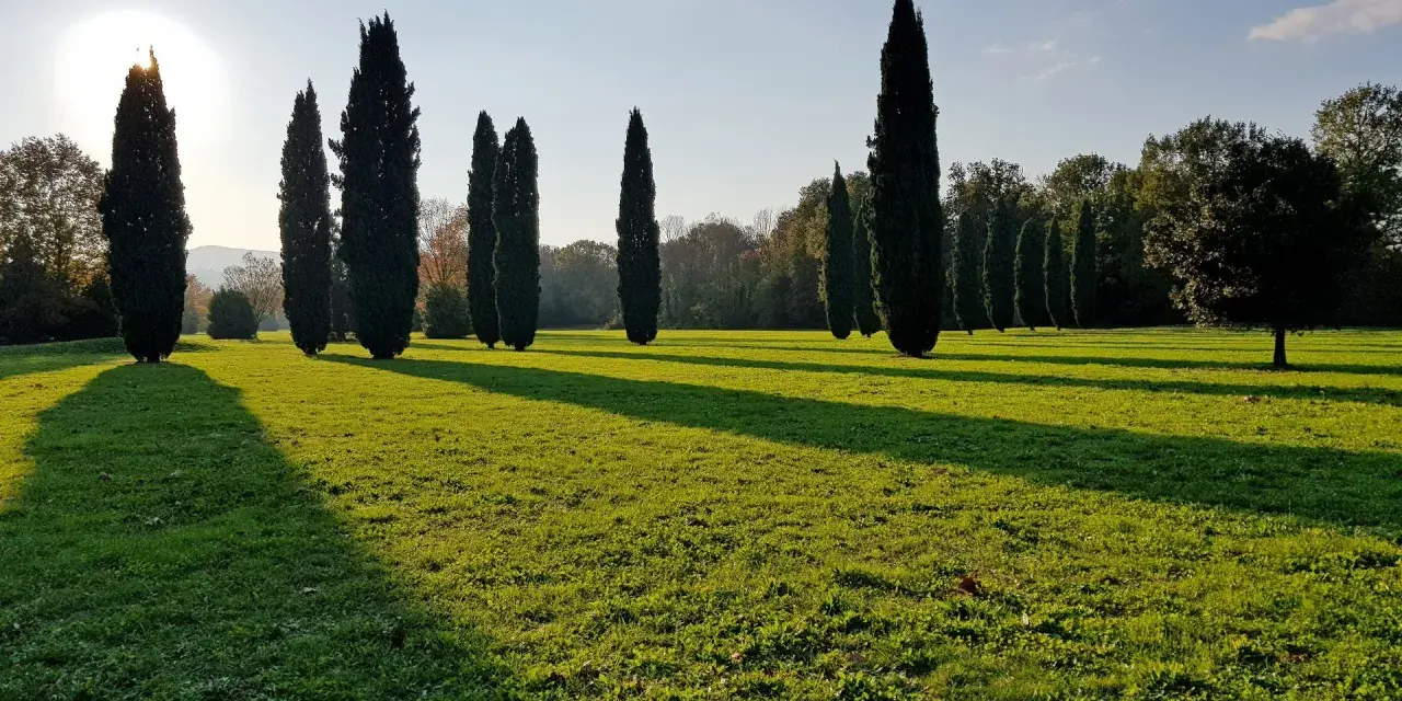 Viale di cipressi che conduce a cascine di tavola, con il sole che proietta lunghe ombre sull'erba verde.
