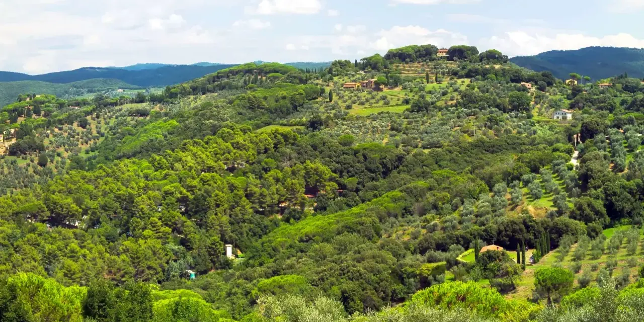 Colline verdi e rigogliose del Val di Cornia, punteggiate da ulivi secolari e casali in pietra sotto un cielo azzurro con nuvole bianche.