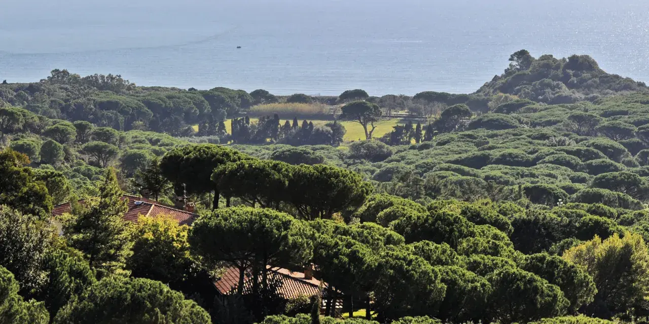 Vasta pineta di Roccamaresul mare, con tetti rossi che spuntano tra gli alberi verdi e un piccolo peschereccio all'orizzonte.