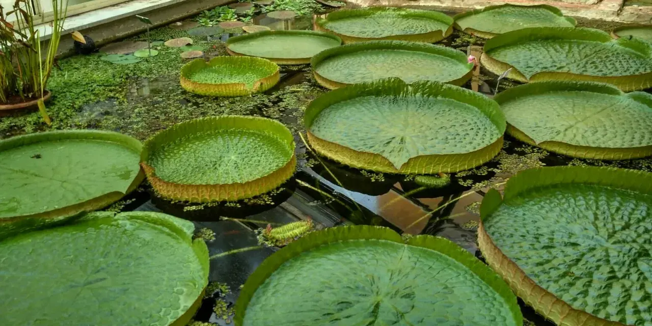Gigantesche ninfee galleggiano nel **jardin botanique Pise**. Le loro foglie enormi e verdi creano un paesaggio acquatico unico.