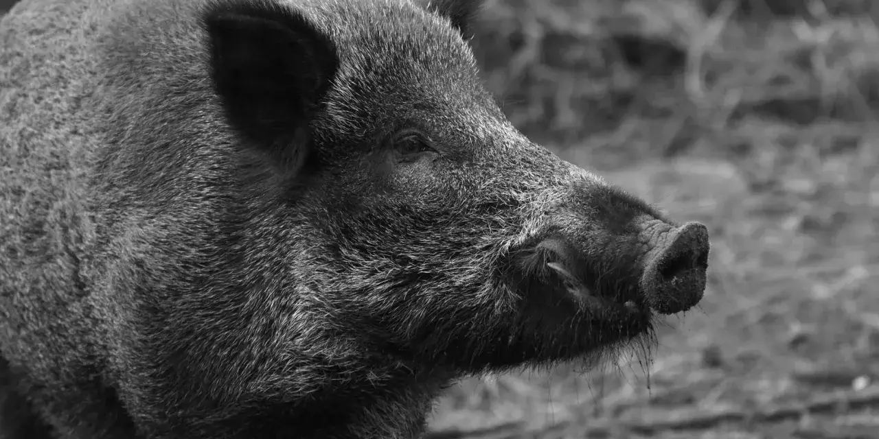 Un cinghiale selvatico, simbolo della Maremma toscana, con il suo muso curioso esplora il terreno.