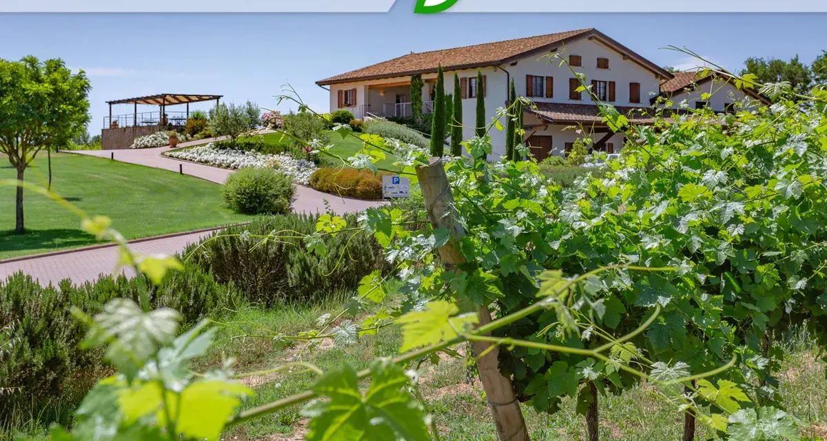 Vigneti rigogliosi davanti alla cantina Baldetti in Toscana. Un'oasi di verde e sapori.