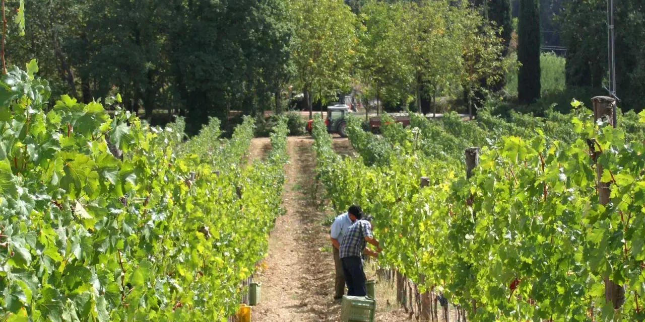 Vigneti rigogliosi alla fattoria La Striscia, dove due uomini raccolgono l'uva. Un trattore attende in lontananza.