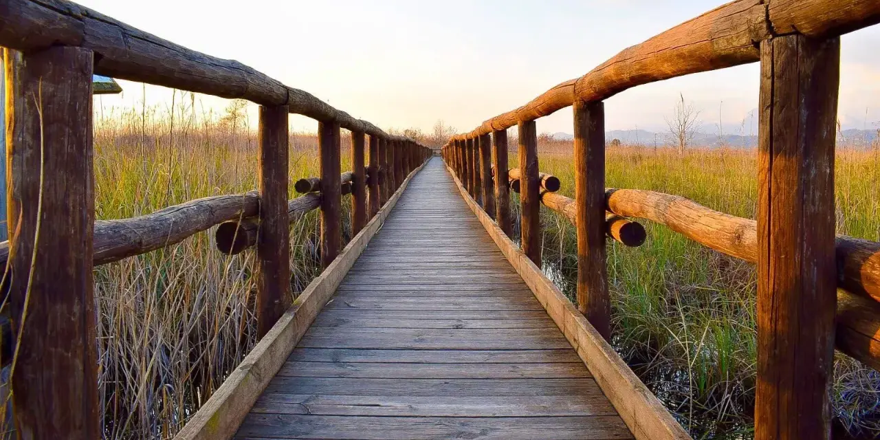 Passerella in legno sul lago di Massaciuccoli, circondata da canneti dorati al tramonto.