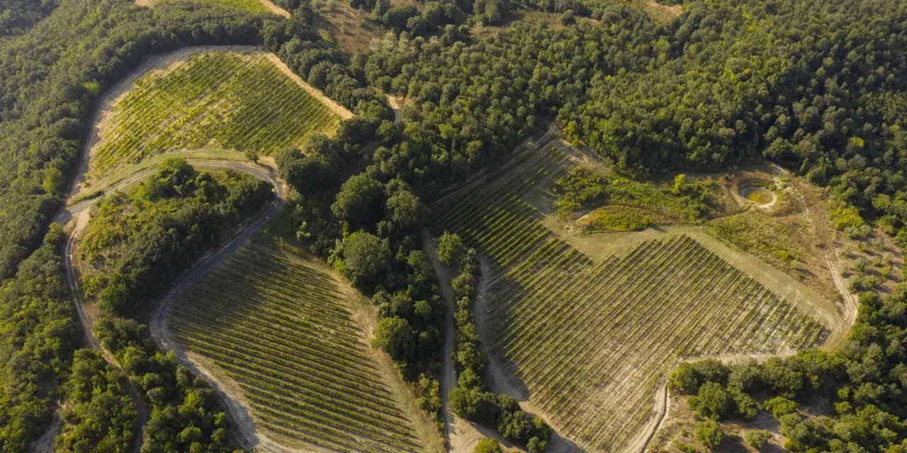 Vigneti terrazzati nella riserva naturale di Monterufoli-Caselli, immersi nel verde della macchia mediterranea.