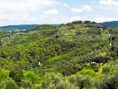 Colline verdi e rigogliose del Val di Cornia, punteggiate da ulivi secolari e casali in pietra sotto un cielo azzurro con nuvole bianche.