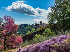 Giardini fioriti con glicini viola e alberi rosa, sullo sfondo un edificio storico con torre: curiosità da vedere a Firenze.