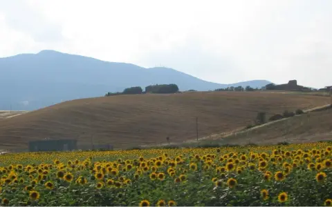 Campo di girasoli ai piedi del monte Cetona, con colline coltivate e case sparse.