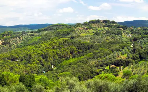 Colline verdi e rigogliose del Val di Cornia, punteggiate da ulivi secolari e casali in pietra sotto un cielo azzurro con nuvole bianche.