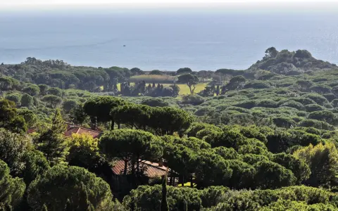 Vasta pineta di Roccamaresul mare, con tetti rossi che spuntano tra gli alberi verdi e un piccolo peschereccio all'orizzonte.