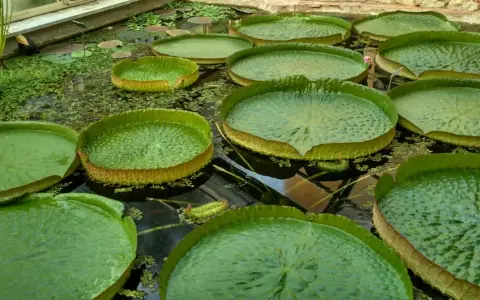 Gigantesche ninfee galleggiano nel **jardin botanique Pise**. Le loro foglie enormi e verdi creano un paesaggio acquatico unico.