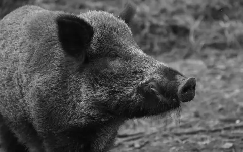 Un cinghiale selvatico, simbolo della Maremma toscana, con il suo muso curioso esplora il terreno.
