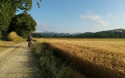 Ciclista percorre il sentiero della bonifica tra campi di grano dorato e colline verdi sotto un cielo azzurro.