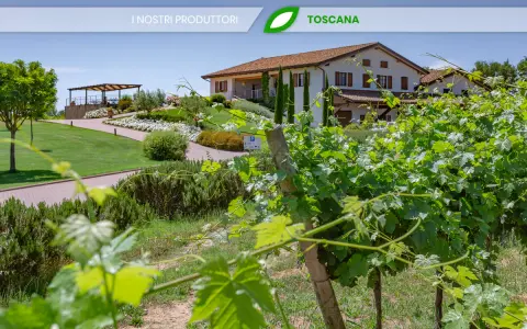 Vigneti rigogliosi davanti alla cantina Baldetti in Toscana. Un'oasi di verde e sapori.