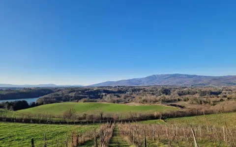 Vigneti e colline verdi nella riserva naturale Ponte a Buriano e Penna, con montagne sullo sfondo sotto un cielo azzurro.