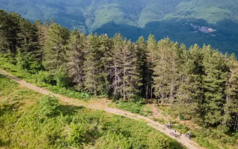 Ciclisti su un sentiero sterrato ai margini di una pineta, con montagne verdi sullo sfondo. Un'avventura sul passo del Brattello.
