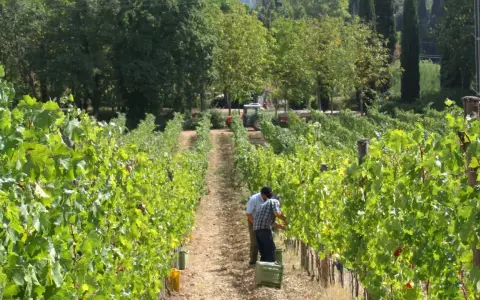 Vigneti rigogliosi alla fattoria La Striscia, dove due uomini raccolgono l'uva. Un trattore attende in lontananza.