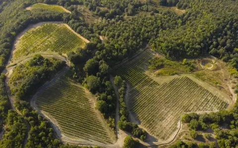 Vigneti terrazzati nella riserva naturale di Monterufoli-Caselli, immersi nel verde della macchia mediterranea.
