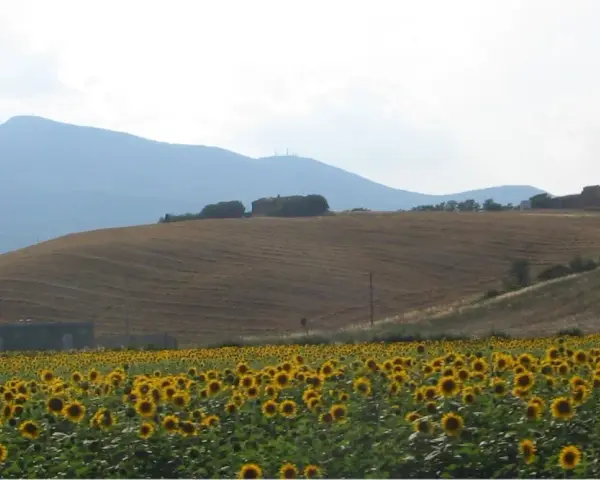Campo di girasoli ai piedi del monte Cetona, con colline coltivate e case sparse.