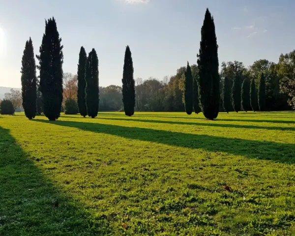 Viale di cipressi che conduce a cascine di tavola, con il sole che proietta lunghe ombre sull'erba verde.