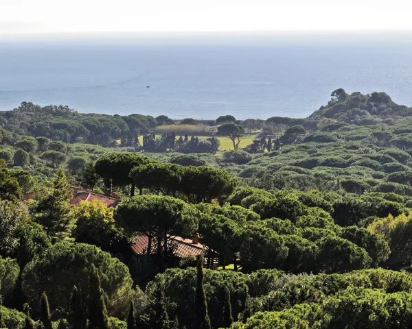Vasta pineta di Roccamaresul mare, con tetti rossi che spuntano tra gli alberi verdi e un piccolo peschereccio all'orizzonte.