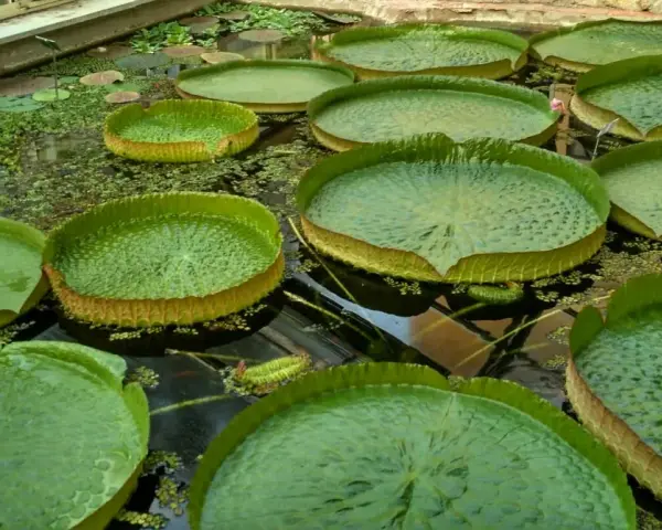 Gigantesche ninfee galleggiano nel **jardin botanique Pise**. Le loro foglie enormi e verdi creano un paesaggio acquatico unico.