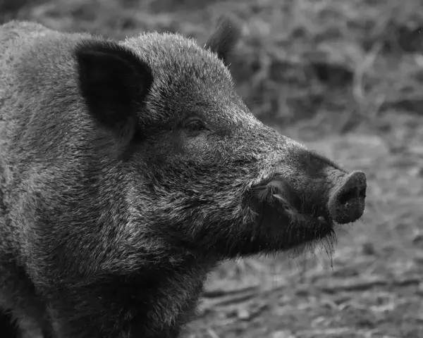 Un cinghiale selvatico, simbolo della Maremma toscana, con il suo muso curioso esplora il terreno.