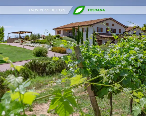 Vigneti rigogliosi davanti alla cantina Baldetti in Toscana. Un'oasi di verde e sapori.