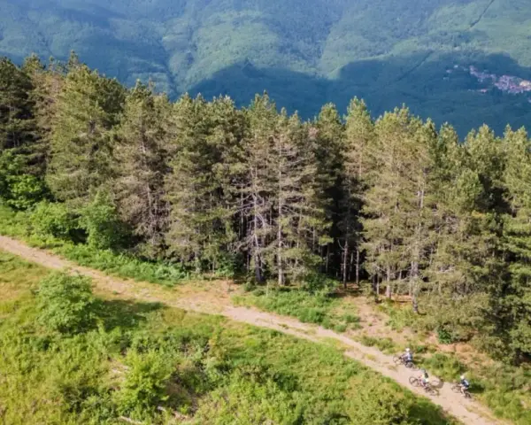 Ciclisti su un sentiero sterrato ai margini di una pineta, con montagne verdi sullo sfondo. Un'avventura sul passo del Brattello.