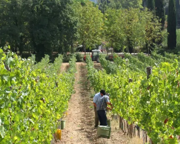 Vigneti rigogliosi alla fattoria La Striscia, dove due uomini raccolgono l'uva. Un trattore attende in lontananza.
