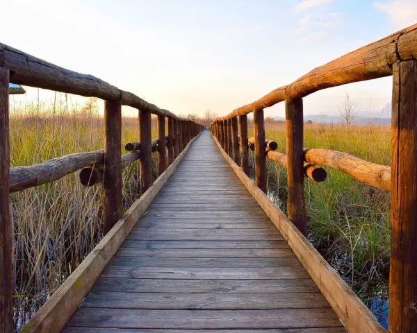 Passerella in legno sul lago di Massaciuccoli, circondata da canneti dorati al tramonto.