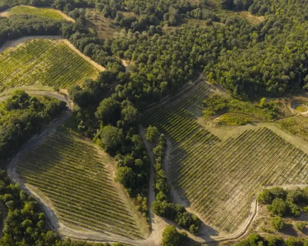Vigneti terrazzati nella riserva naturale di Monterufoli-Caselli, immersi nel verde della macchia mediterranea.