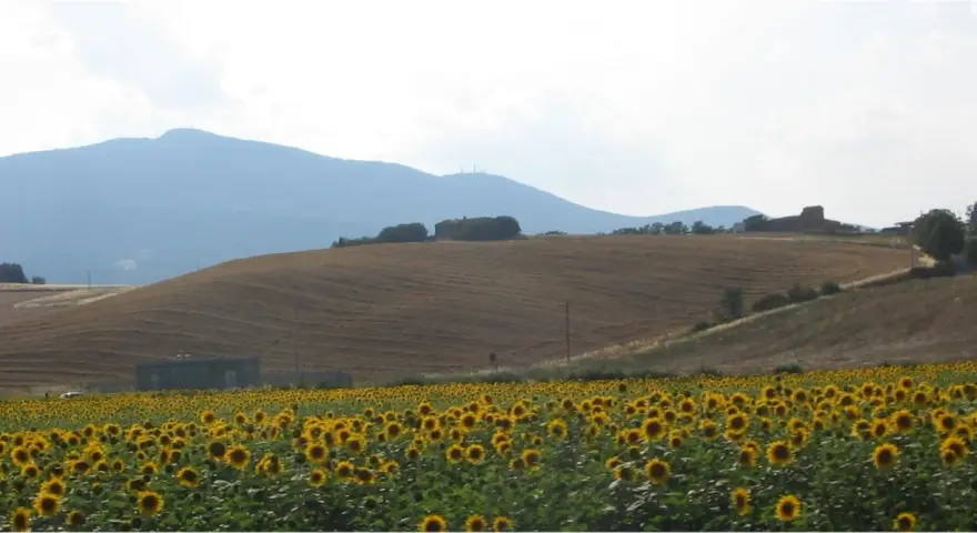 Campo di girasoli ai piedi del monte Cetona, con colline coltivate e case sparse.