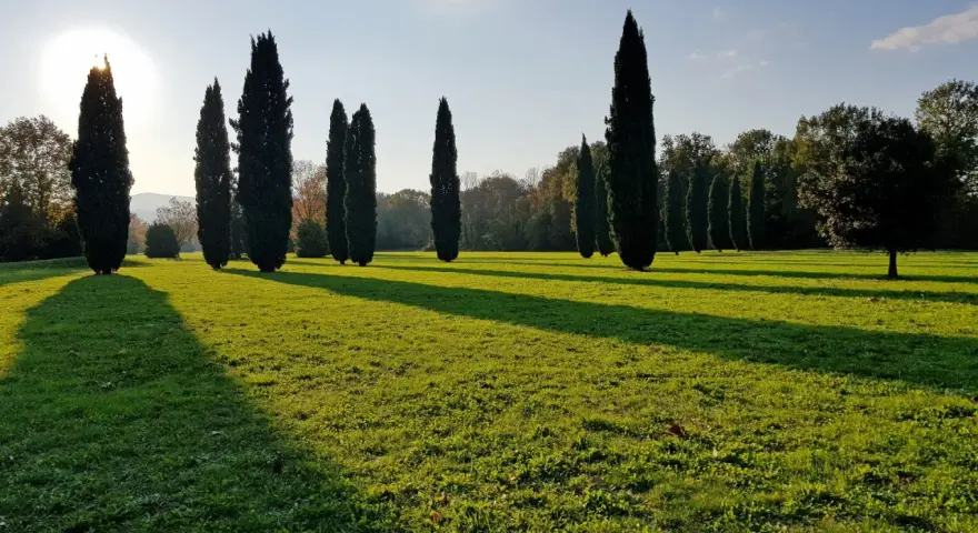 Viale di cipressi che conduce a cascine di tavola, con il sole che proietta lunghe ombre sull'erba verde.