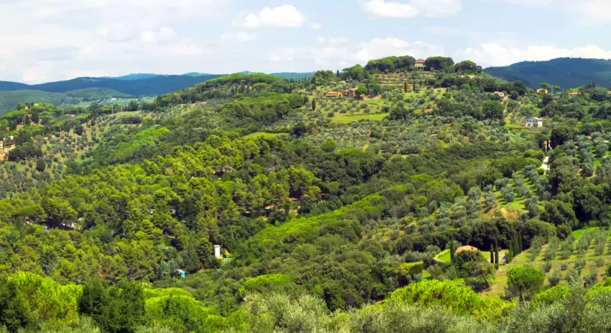 Colline verdi e rigogliose del Val di Cornia, punteggiate da ulivi secolari e casali in pietra sotto un cielo azzurro con nuvole bianche.