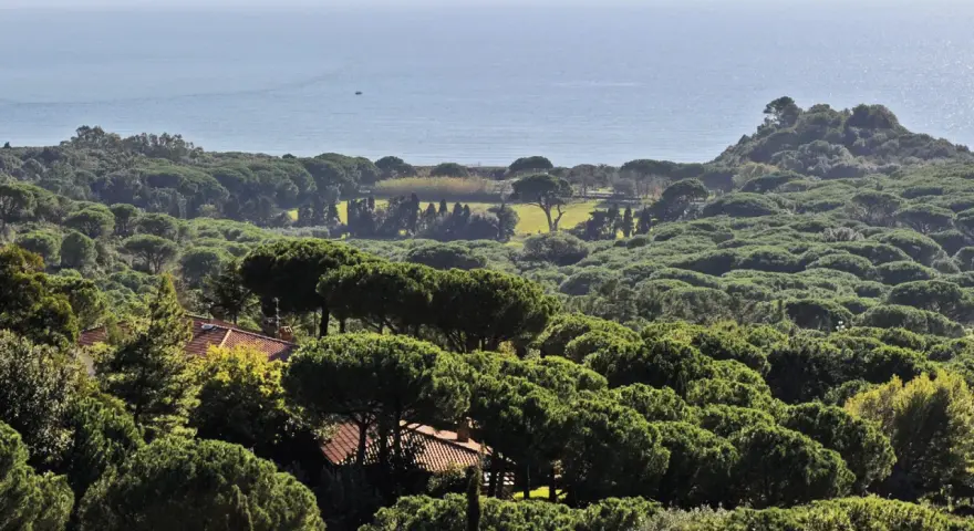 Vasta pineta di Roccamaresul mare, con tetti rossi che spuntano tra gli alberi verdi e un piccolo peschereccio all'orizzonte.