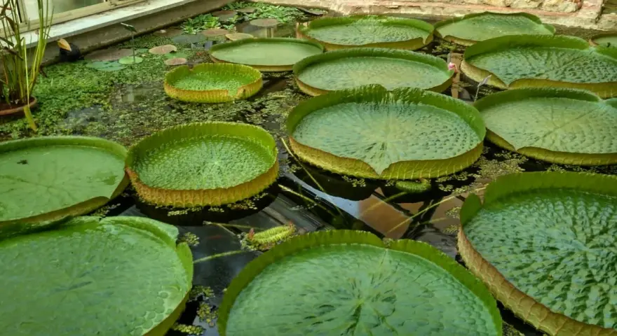 Gigantesche ninfee galleggiano nel **jardin botanique Pise**. Le loro foglie enormi e verdi creano un paesaggio acquatico unico.