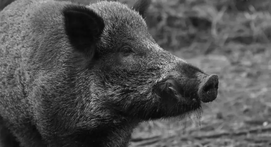 Un cinghiale selvatico, simbolo della Maremma toscana, con il suo muso curioso esplora il terreno.