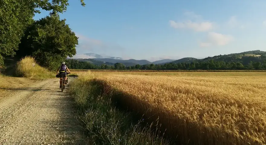 Ciclista percorre il sentiero della bonifica tra campi di grano dorato e colline verdi sotto un cielo azzurro.